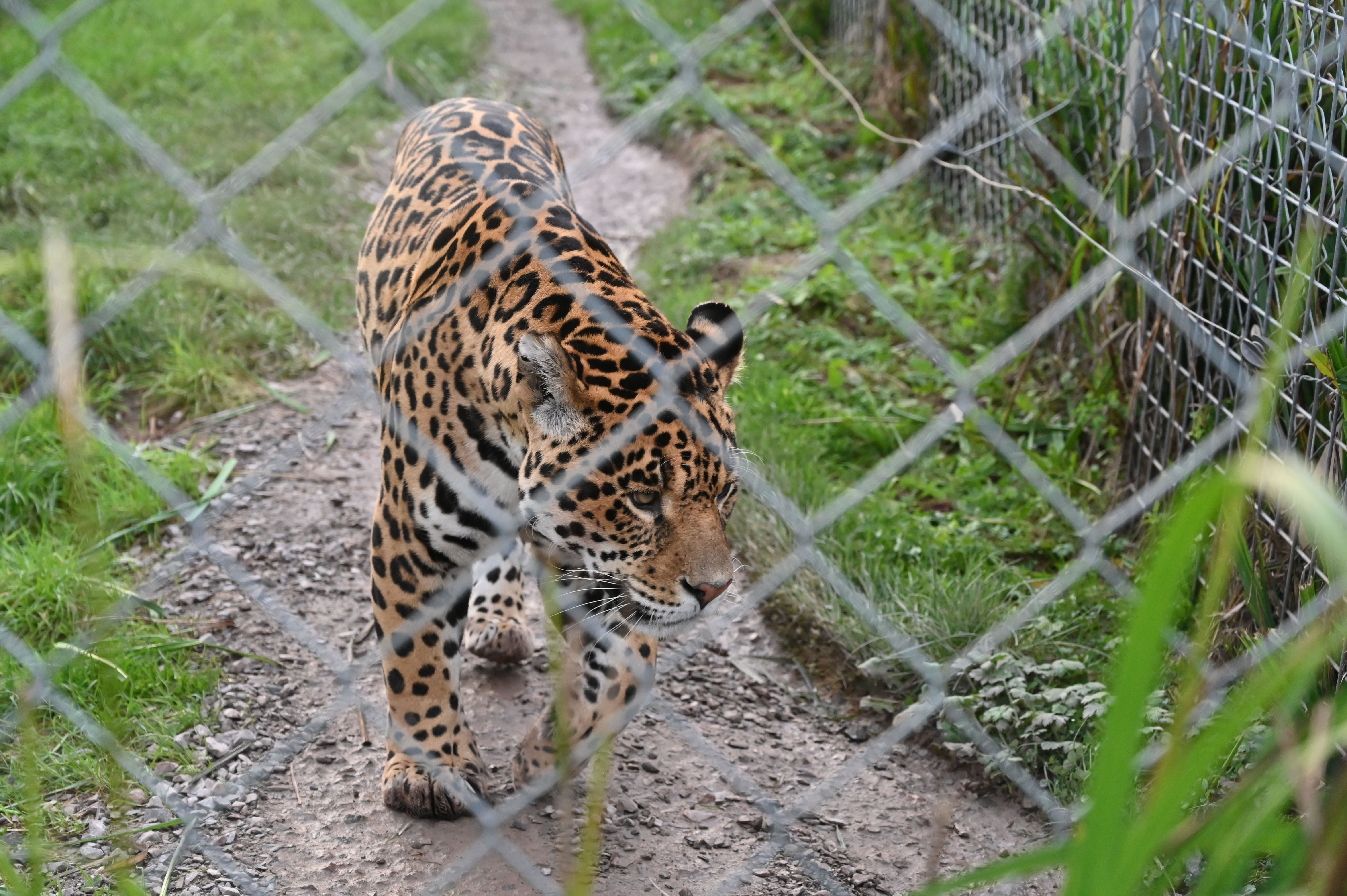 Jaguar at a zoo.