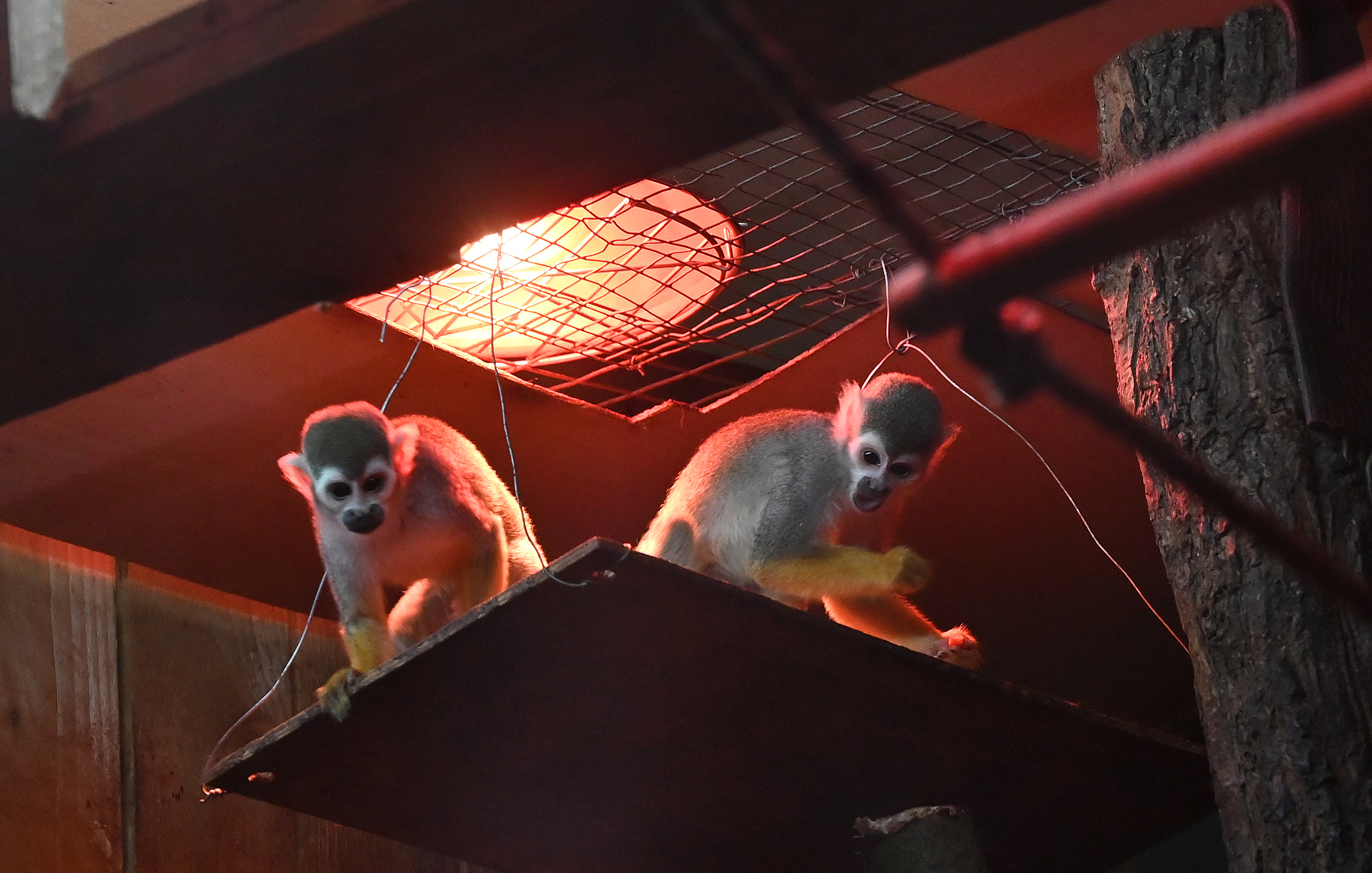 Two squirrel monkeys in a zoo enclosure.