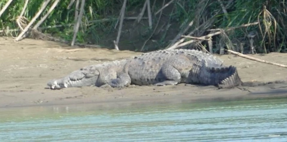 The boy was dragged into the depths of the river by a crocodile as his parents watched on in horror