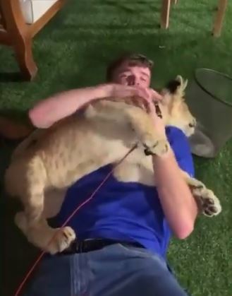 England fan Alex Sullivan shared footage of himself playing with a lion cub in Qatar