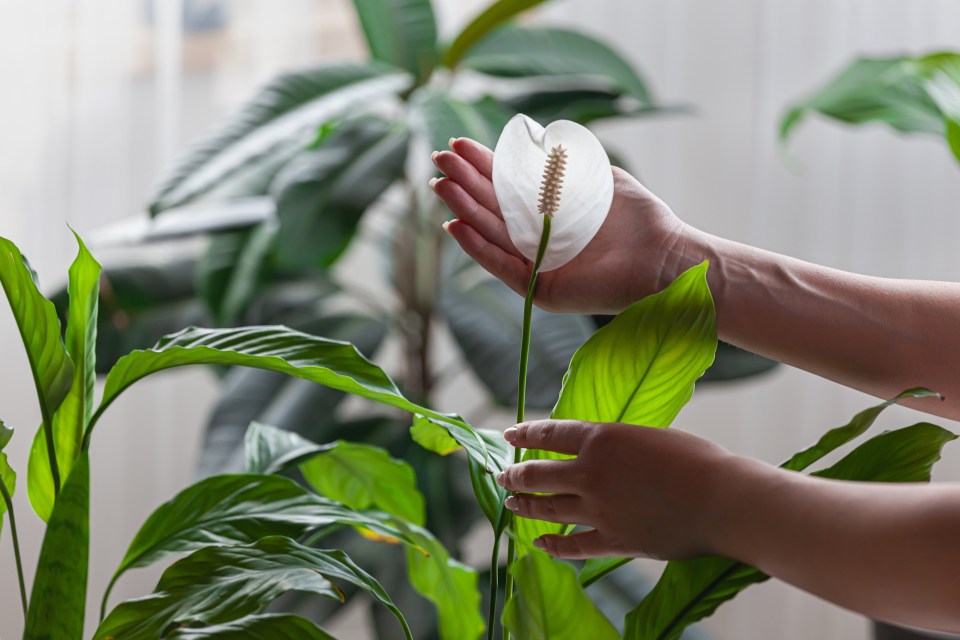 a person is holding a white flower in their hand