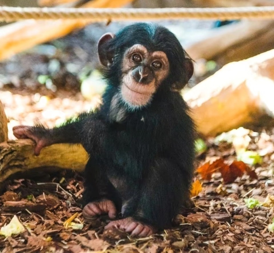 Torsten, who was born at the zoo in 2019, has been named as one of the dead chimps