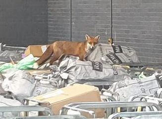 A fox was spotted climbing on the mess at a Royal Mail depot in Bristol