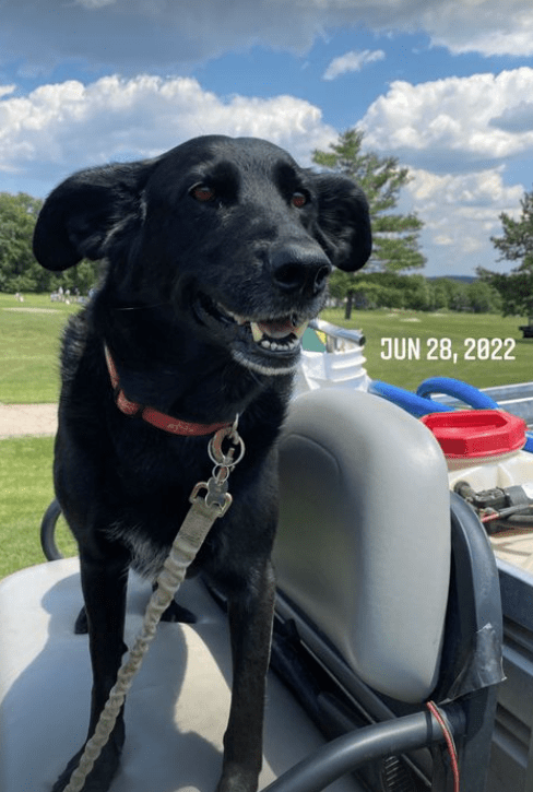 Despite her busy schedule, Paige made time for her dog