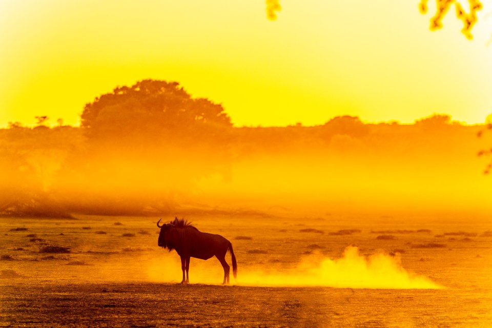 The Kalahari Desert is home to a variety of wildlife, including this wildebeest pictured at sunrise