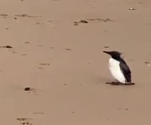 The penguin was spotted on the beach in Ramsgate, Kent