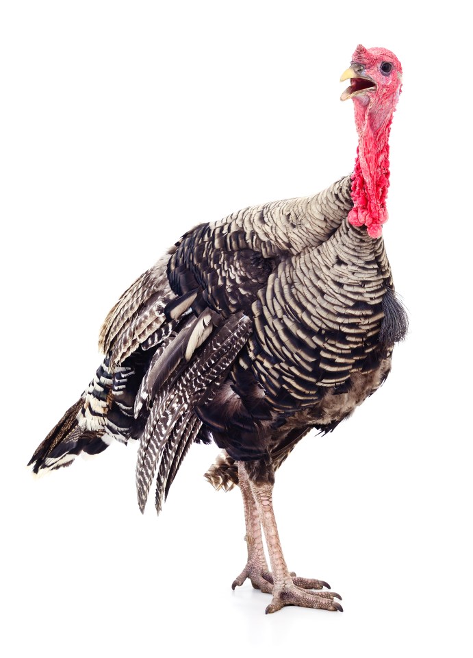 While Christmas was banned by Oliver Cromwell in the 1640s, people were still expected to eat turkey, because Cromwell owned a huge turkey farm