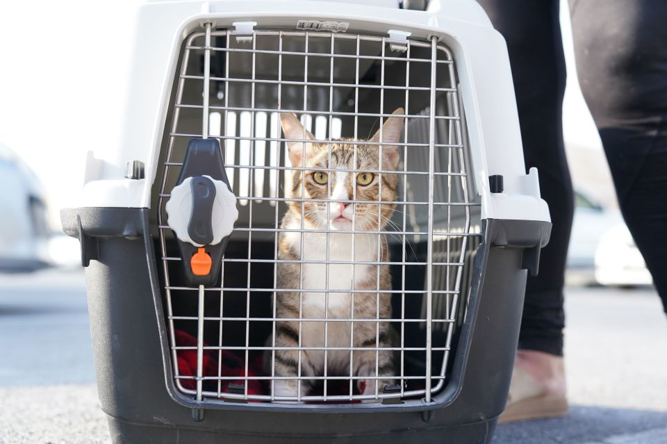 Carol said she would love to share custody of Dave the Cat with the England team as he began his journey from Qatar to England