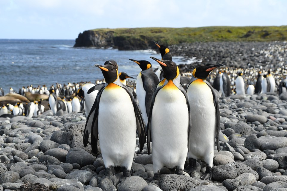 King penguins pictured on Marion Island during filming of A Year On Planet Earth