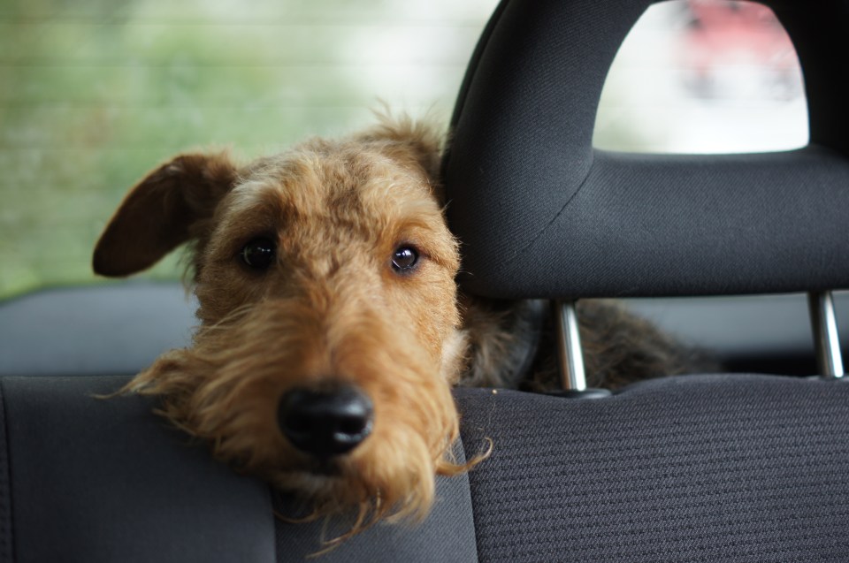 Research suggests that more that than half of all dogs suffer with excitement, anxiety and nausea when travelling in a car