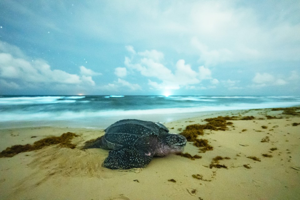 A lone leatherback turtle on a beach in Trinidad during filming of the series