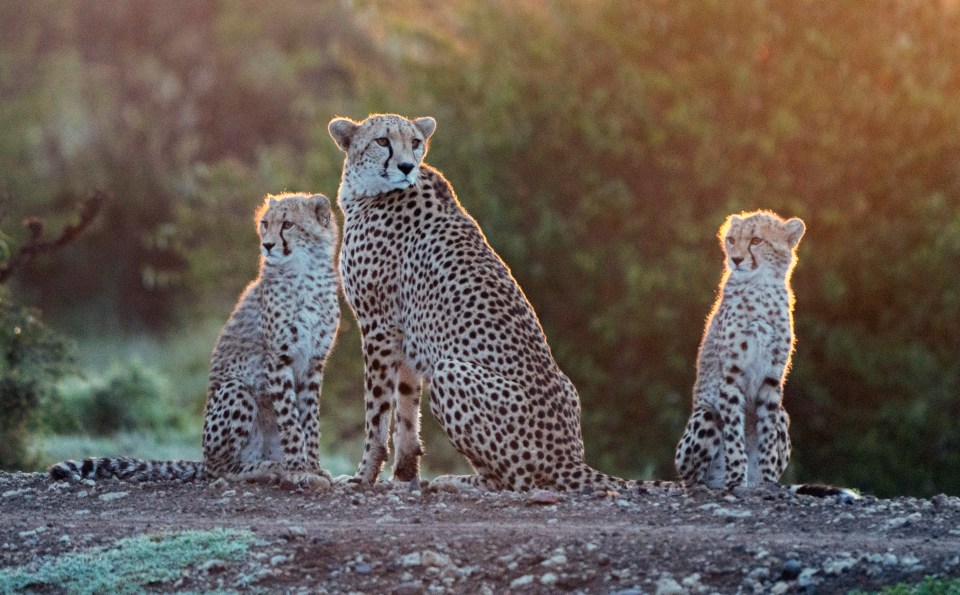 Cheetahs captured by the documentary team in Masai Mara, Kenya