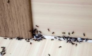  No one wants to find an infestation of ants in their home