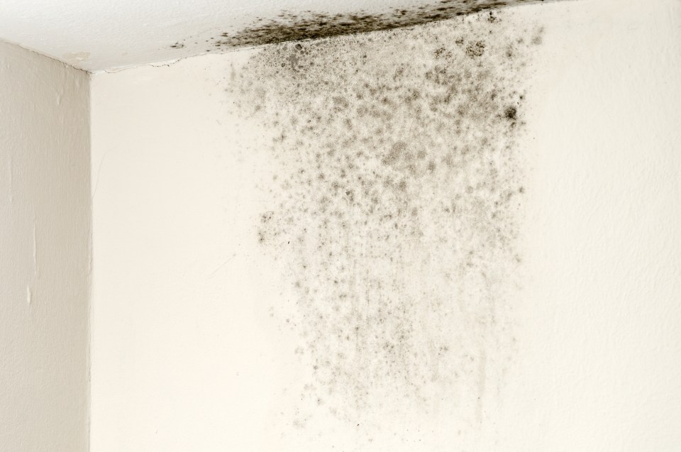 Mould scams are frequent when the temperature plunges