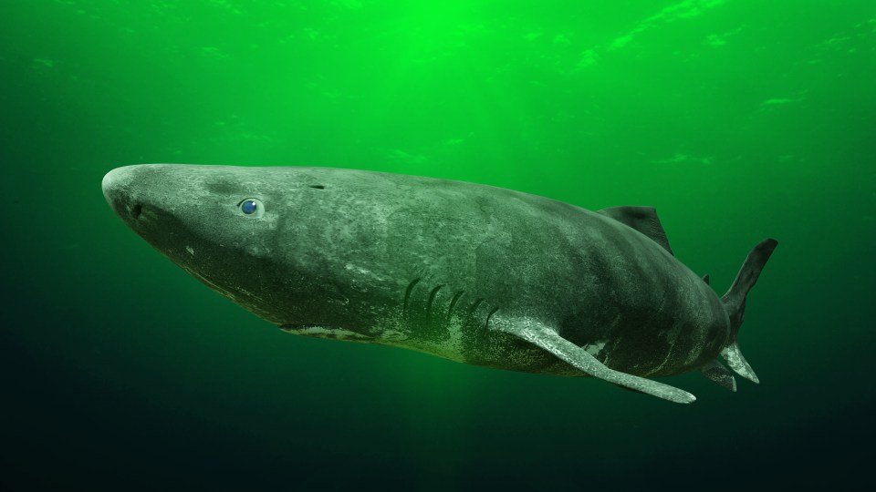 You can try hákarl — fermented 400-year-old Greenland shark