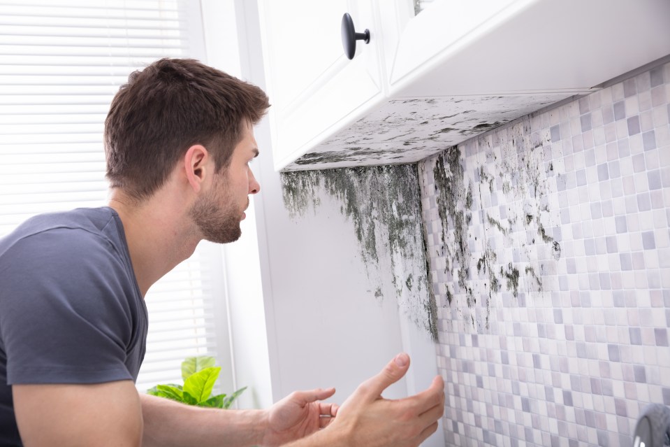 You might be throwing away a key item that prevents mould