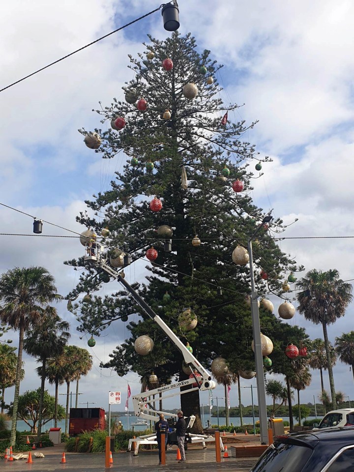 Port Macquarie council hoped to spread festive cheer with a real tree this year