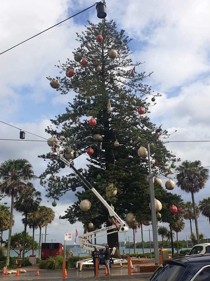 Port Macquarie council hoped to spread festive cheer with a real tree this year