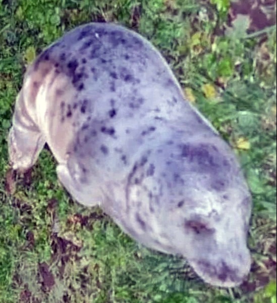 He and other pup Echo (pictured) are thought to be siblings and have been rescued