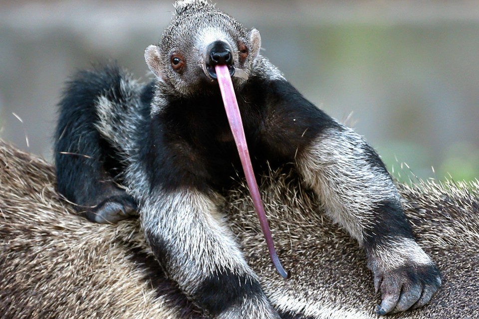 The giant anteaters have some odd looking features