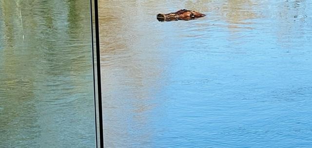 Builder left terrified when he saw 'crocodile' heading towards him in the Thames