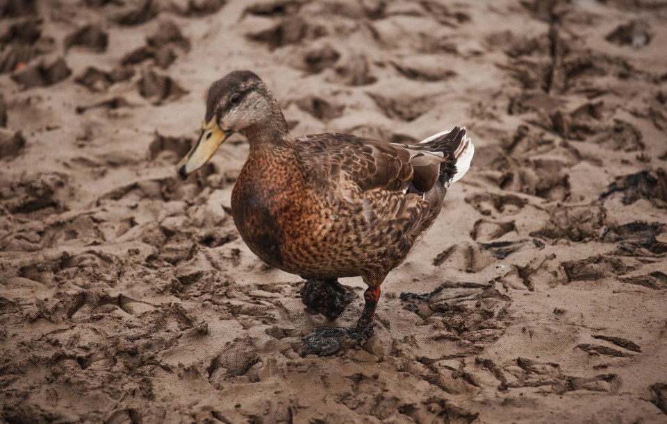 Wexford is one of the most charming coastal corners in Ireland – pictured a local duck