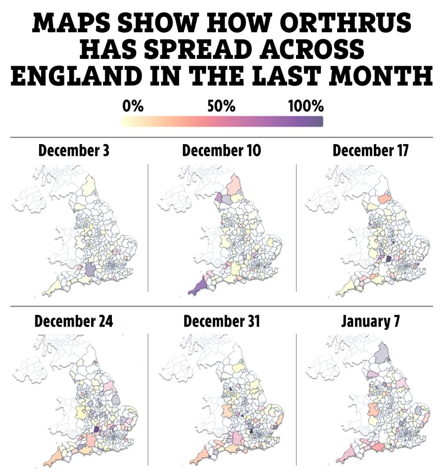 The maps above show how Orthrus has spread across England from December 3 to January 7. The darker colours on the map are areas where there are more cases of the strain present