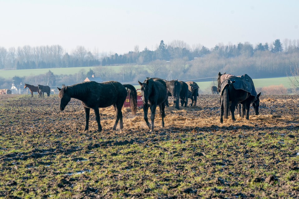 The Household Cavalry have just 100 days to transform these wild-looking creatures so that they are ready for their part in history