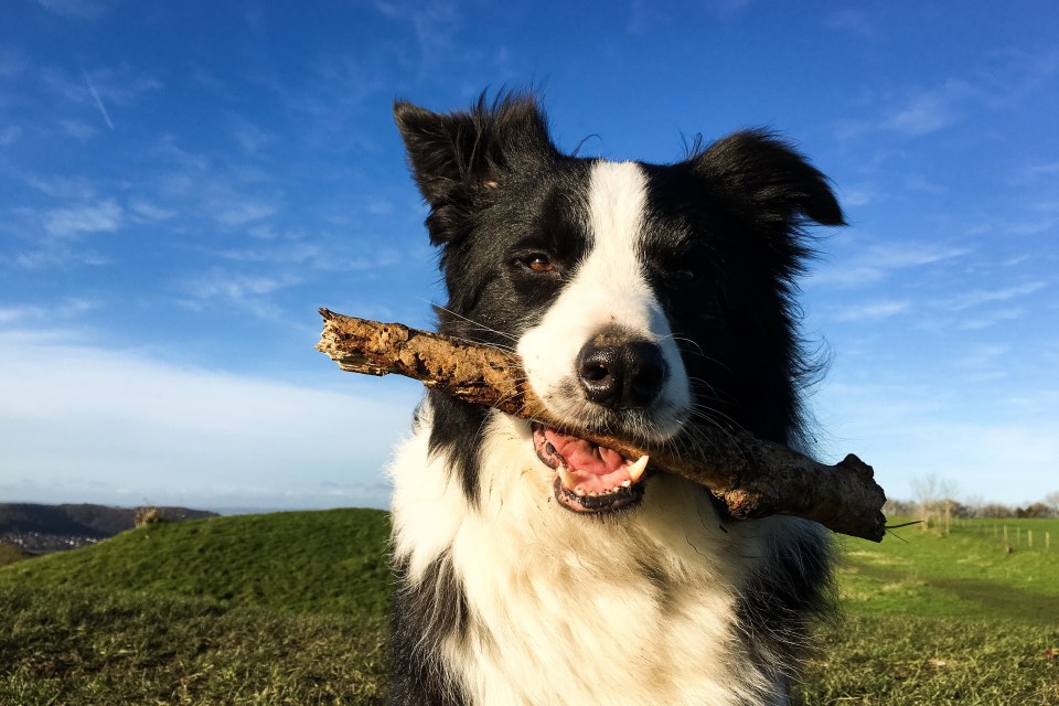 Letting your dog fetch sticks is a recipe for disaster, the pro says