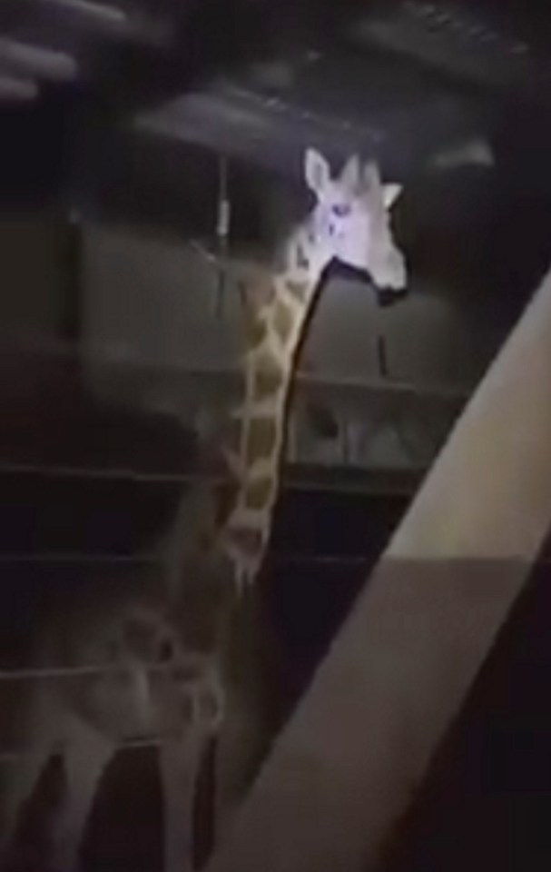 A giraffe at Marwell had a bottle lobbed at its head during the break in