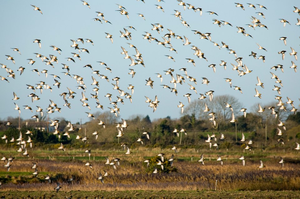 Geese flying far above Wexford Wildfowl Reserve