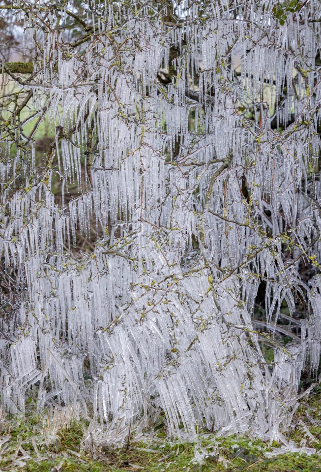 A frozen hedgerow by the side of a road near Ringwood in Hampshire