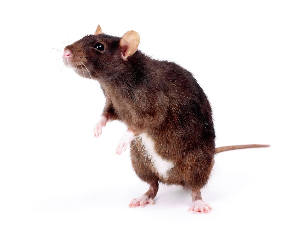 One rat can produce 460 progeny