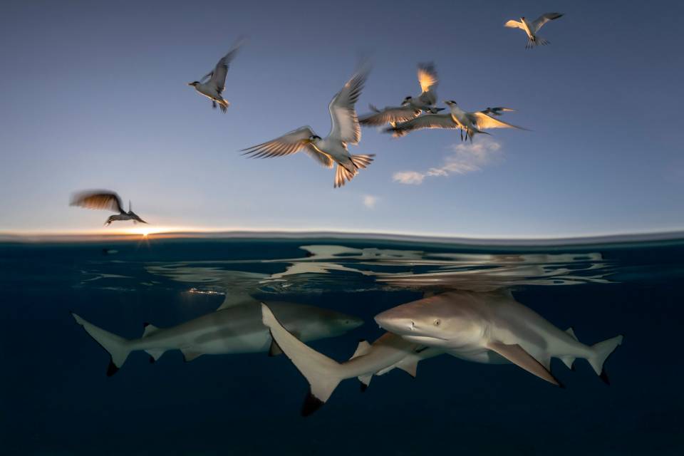 Sharks are photographed gathering near the surface below hovering seagulls in an award-winning snap