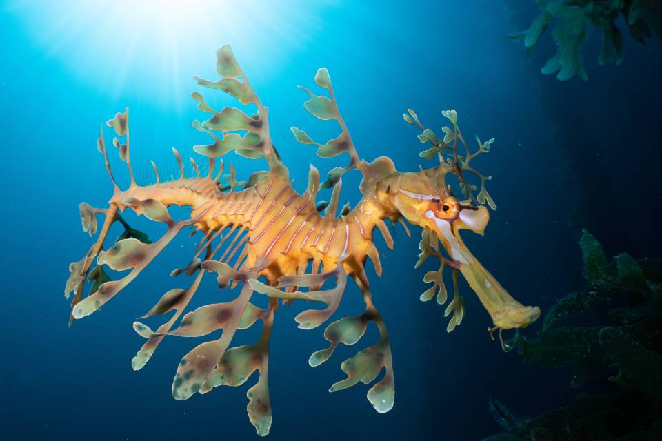 Nicolas Remy won silver with Leafy Seadragon in the Sun