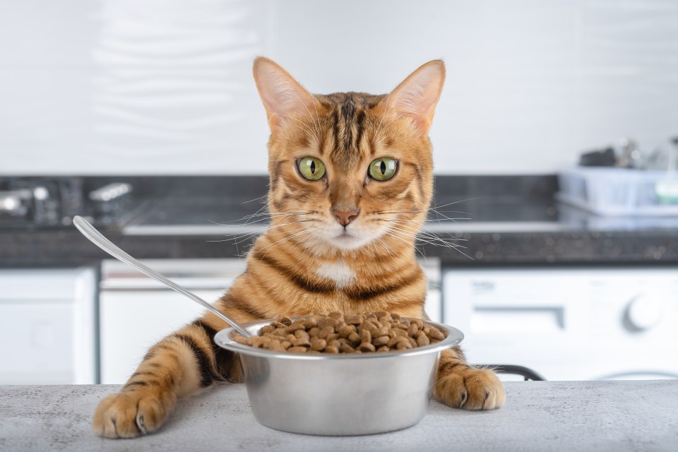 A poll has found that two out of ten cat-lovers have secretly nibbled pet food