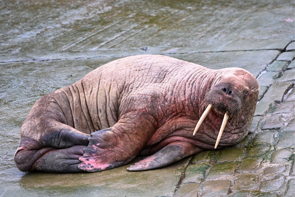 Arctic walrus Thor was washed up in Scarborough, Yorkshire