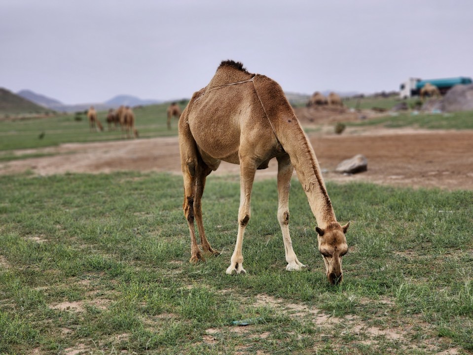 The luscious grass is a blessing after the destruction caused by the flash floods