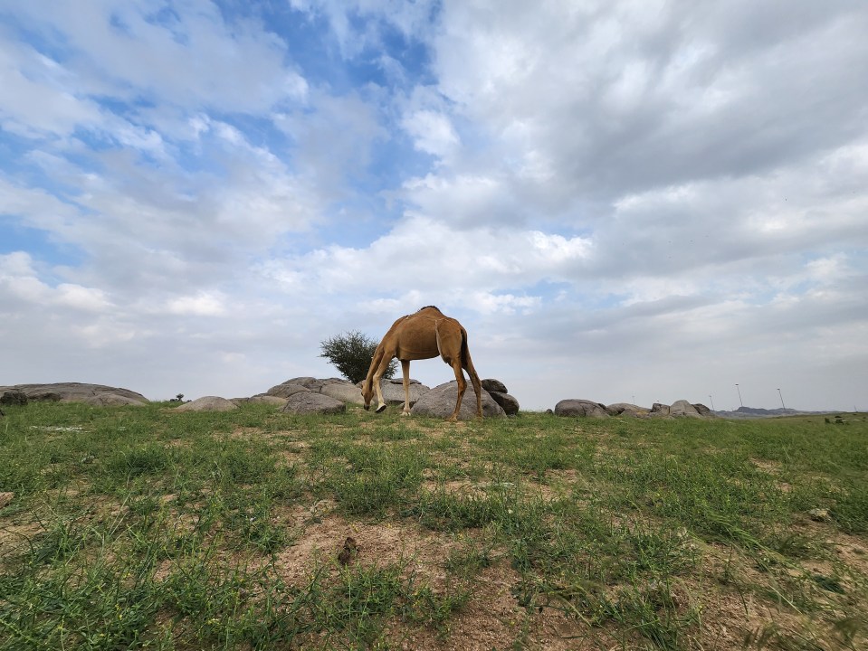 The sand turned to grass, which animals now feed off