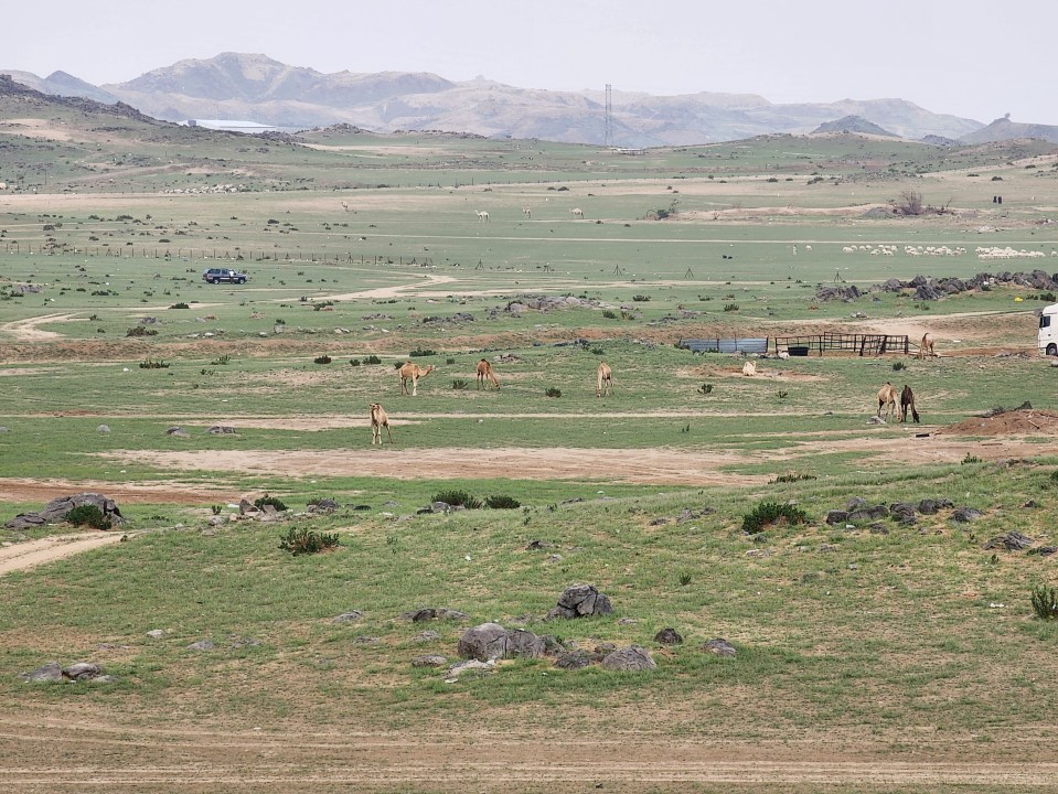 The prophecy states: 'The last hour will not come till...the land of Arabia turns into meadows and rivers'