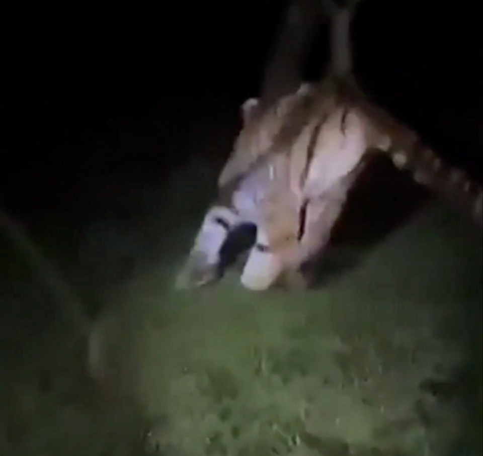 A tiger was kicked at and scared away