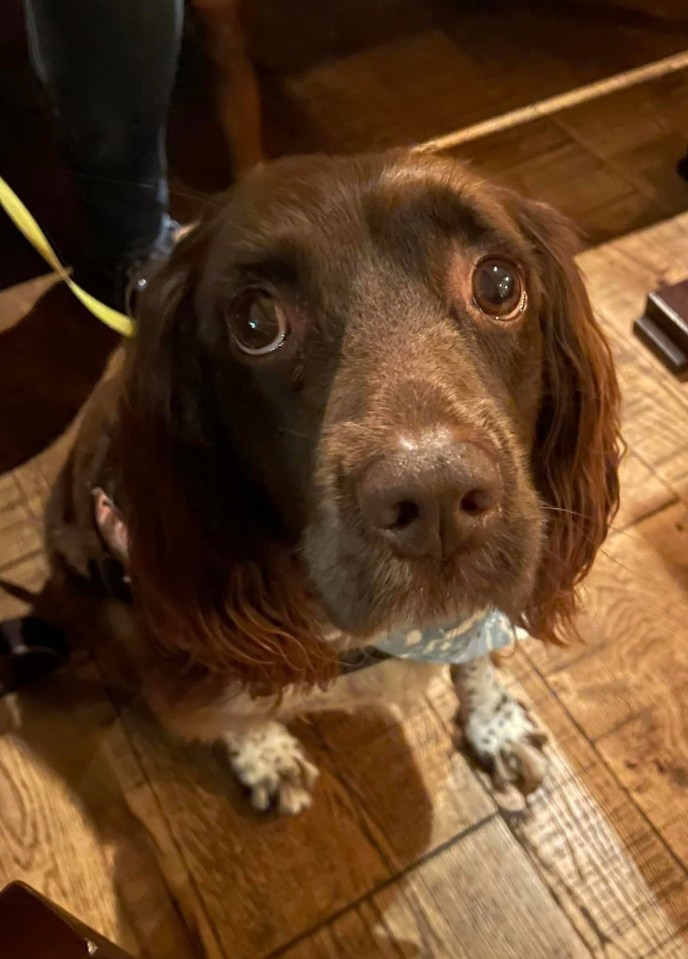 Nicola's brown spaniel Willow was later found on the loose close to Garstang Road