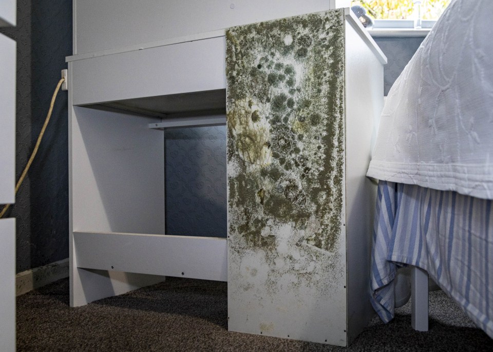 A study has shown Brits don't know how to deal with mould at home