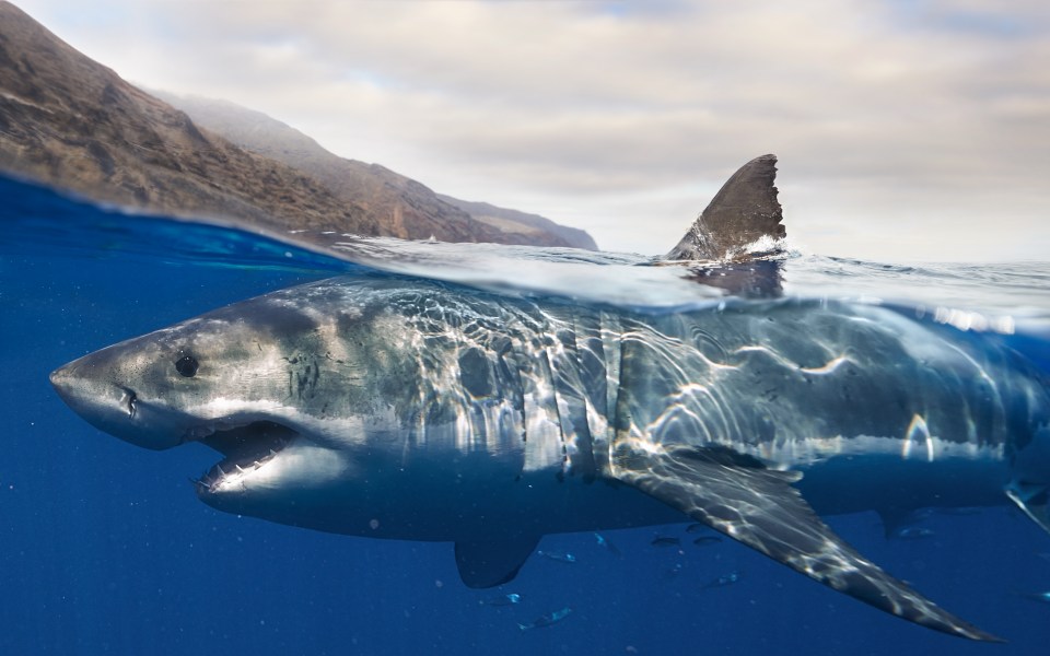 Great White shark surfacing off the coast of Guadalupe Island Mexico