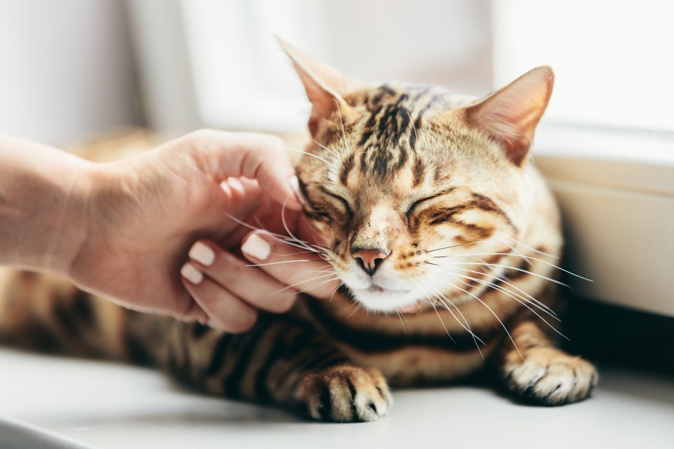 Sean helps a reader with a bad-tempered cat