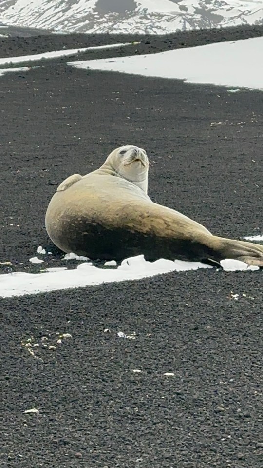 He also ran past a seal chilling on the road