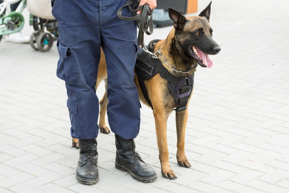 The fearsome Belgian Malinois has been used by the US Navy Seals and SAS