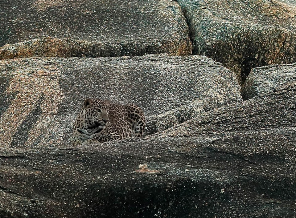 It's spots help the cat blend in with the rocky terrain