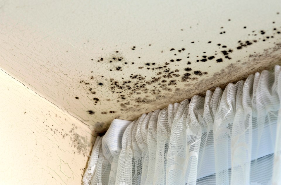 A mould expert revealed the exact amount of time to keep your windows open