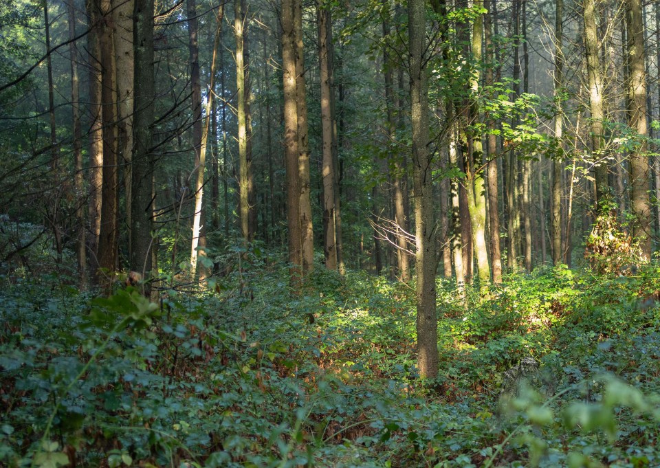 The dense forest makes it difficult to see Sasan hiding